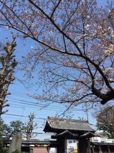 桜（2016.3．30）